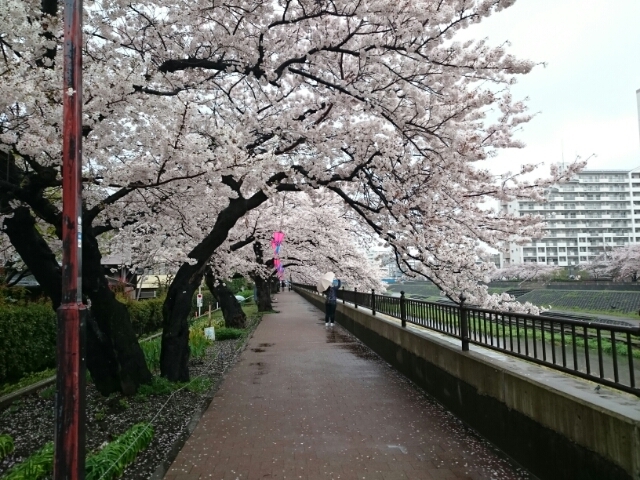 桜
