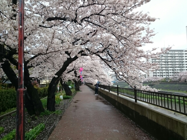 桜